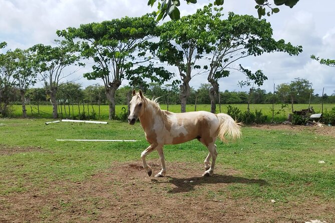 2-Hour Horseback Riding Tour at Sunset from Punta Cana - Price and value: is $77.95 a fair deal?