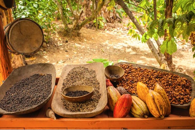 4x4 Dominican Adventure with Chocolate and Coffee Tasting - Macao Beach and Farallon: A Scenic Finish With Limited Time
