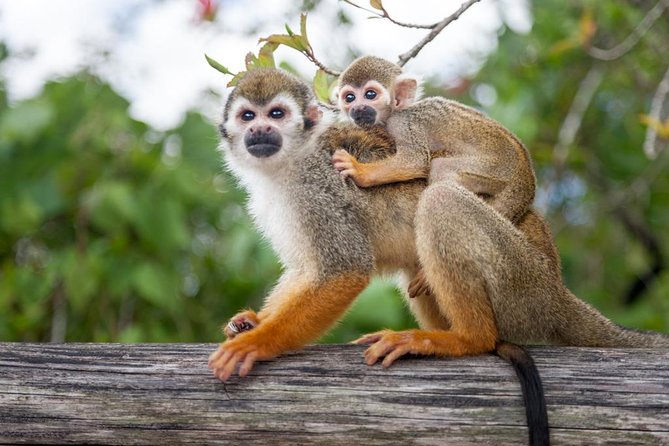 Adventure Bundle: Monkeyland, Ziplines & Buggies Punta Cana - Monkeyland: guided squirrel monkey time up close