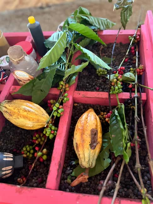 Buggy Tour in Punta Cana: Mamajuana - Coffee - Swimming in Cenote and Macao Beach - Buggy Roads, Mud Puddles, and a Cenote Swim