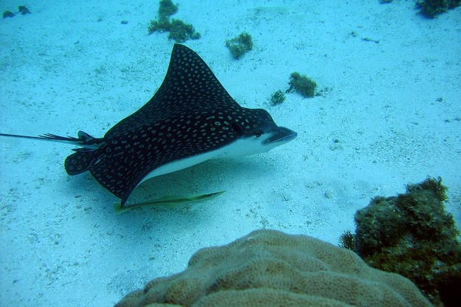 Catalina Island - Snorkeling tour on a luxury catamaran - Price and value: is $129 a good deal for this day?