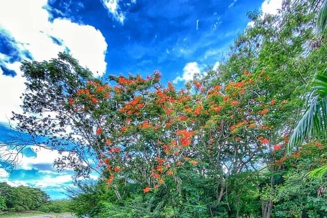 Damajagua The 7 waterfalls excursion - Amber Cove & Taino bay - Imbert Chocolate Stop and Local Tastings That Add Real Flavor