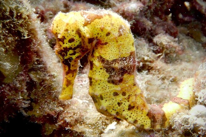 Diving for Certified Divers, 2 Tanks Sosúa Bay - Two-tank underwater sessions in Sosúa Bay: reef life plus variety