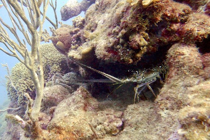 Diving for Certified Divers, 2 Tanks Sosúa Bay - Equipment, reef tax, and what $125 really covers