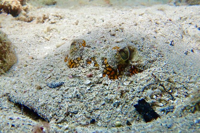 Diving for Certified Divers, 2 Tanks Sosúa Bay - Who should book this Sosúa Bay two-tank outing