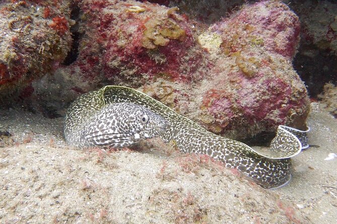 Diving for Certified Divers, 2 Tanks Sosúa Bay - Practical tips to make the morning feel smooth