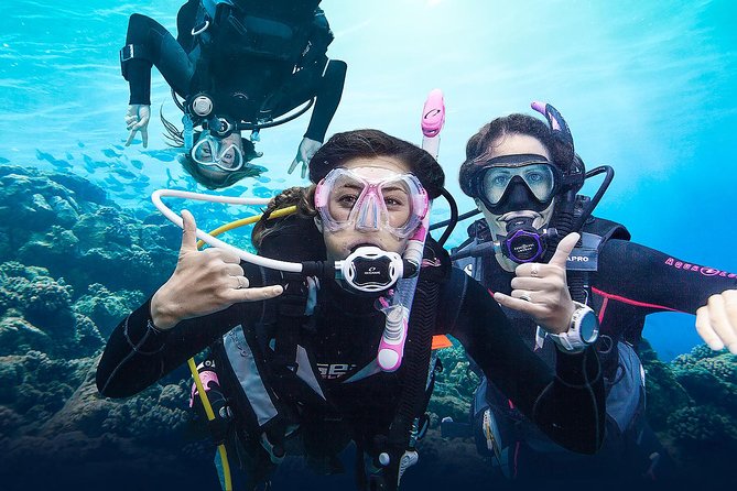 Diving for Certified Divers, 2 Tanks Sosúa Bay - Boat Elena with Captain Domingo: comfort, cadence, and a small-crew feel
