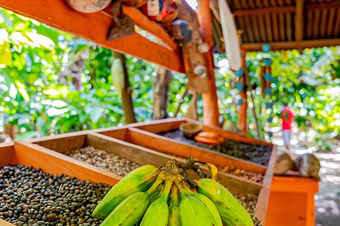 Dominican Republic Countryside Safari Tour from Punta Cana - Coffee, Cocoa, Chocolate, and Mamajuana Tastings