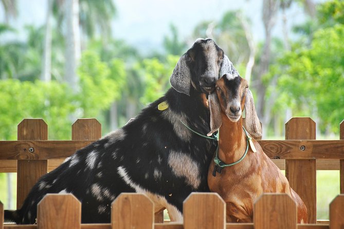 Eco Park Punta Cana by Marinarium Parks - Why Eco Park Punta Cana Feels More Like a Farm Visit Than a Zoo