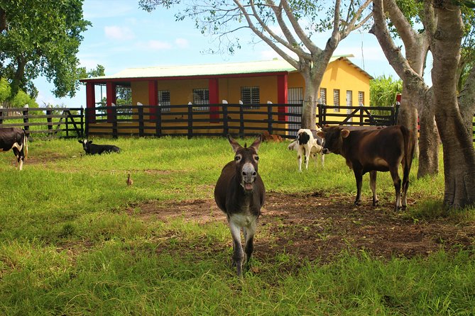 Flintstones Buggy Adventure from Punta Cana - Getting Dirty: How Bumpy Is the Ride, Really?