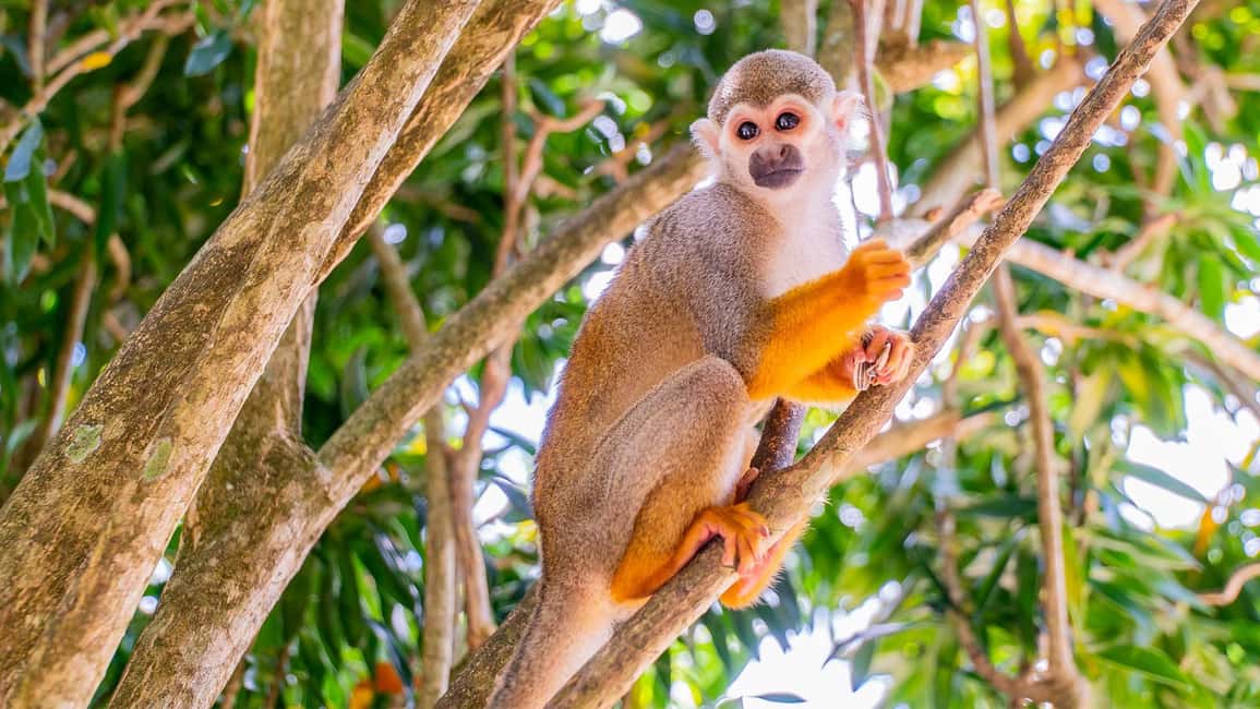 From Bayahibe: Half Day Monkeyland Safari - Key things worth your attention