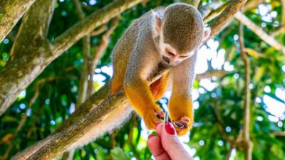 From Bayahibe: Half Day Monkeyland Safari - Morning pickup from Bayahibe and the safari-truck ride