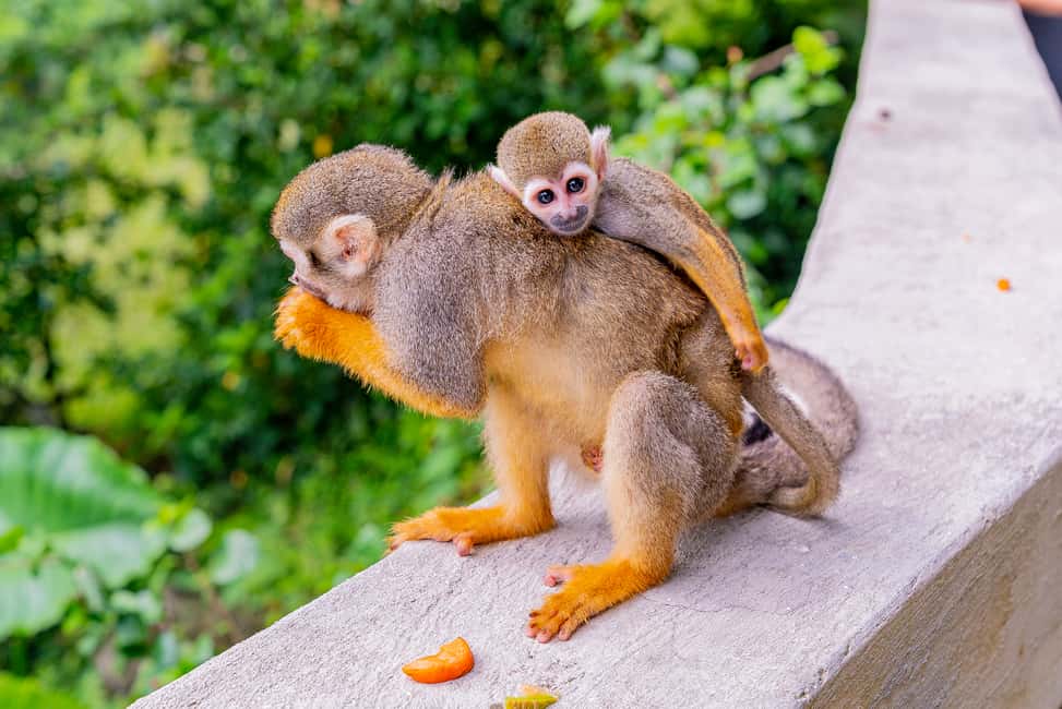 From Bayahibe: Half Day Monkeyland Safari - Guides, small group energy, and photo time
