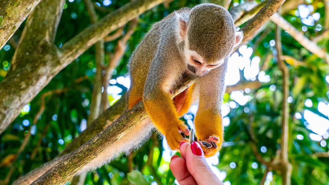 From Bayahibe: Half Day Monkeyland Safari - Morning pickup from Bayahibe and the safari-truck ride