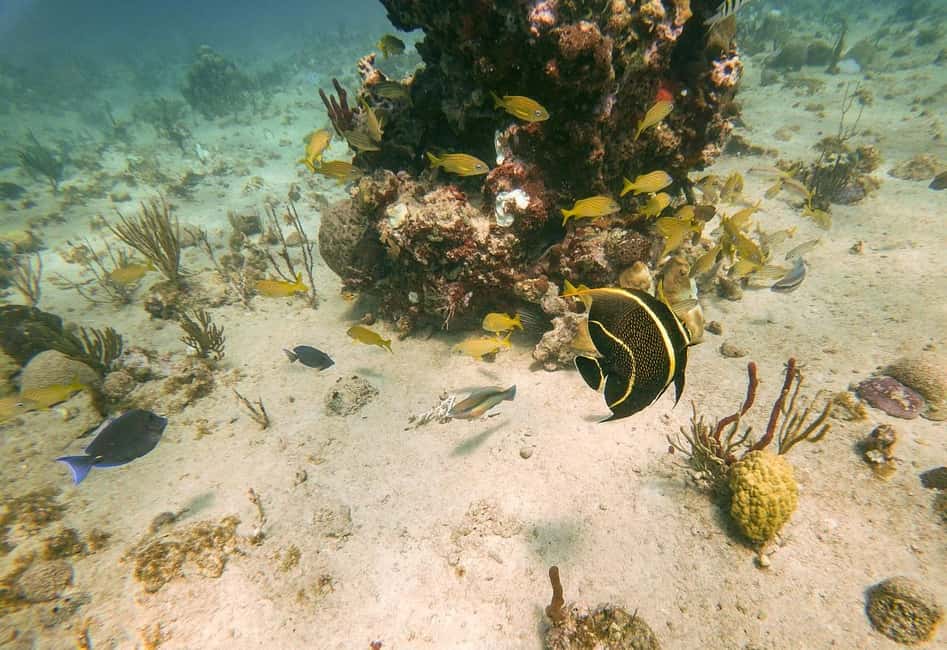 From Punta Cana or Bayahibe: Catalina Island with Snorkeling - Catalina Island downtime: sun, loungers, and staying comfortable