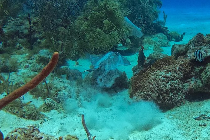Full-Day Catalina Island Snorkeling Tour from La Romana - Getting From La Romana to the Marina Without Losing Your Morning