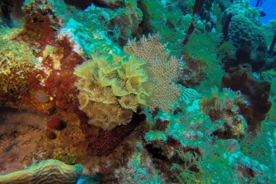 Full-Day Catalina Island Snorkeling Tour from La Romana - The Boat Ride: Music, Crowd Feel, and Sea-Sickness Reality
