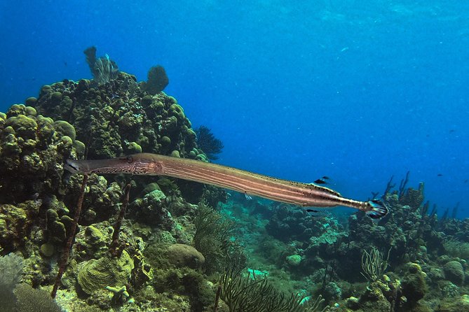 Full-Day Catalina Island Snorkeling Tour from La Romana - Open Bar on the Day: Nice Perk, Not a Guarantee of Calm