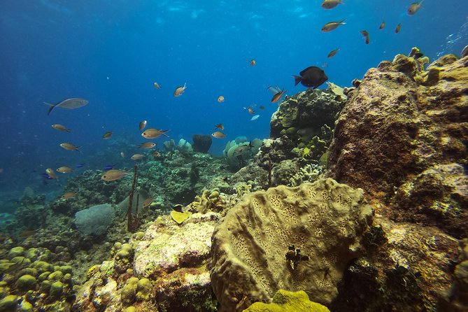 Full-Day Catalina Island Snorkeling Tour from La Romana - Snorkeling Off the Shore After Lunch (And Why It’s Not Always the Same)