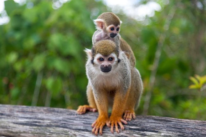 Jungle Buggies and Monkeyland from Punta Cana - What to Pack for a Muddy, Monkey-Fueled Day