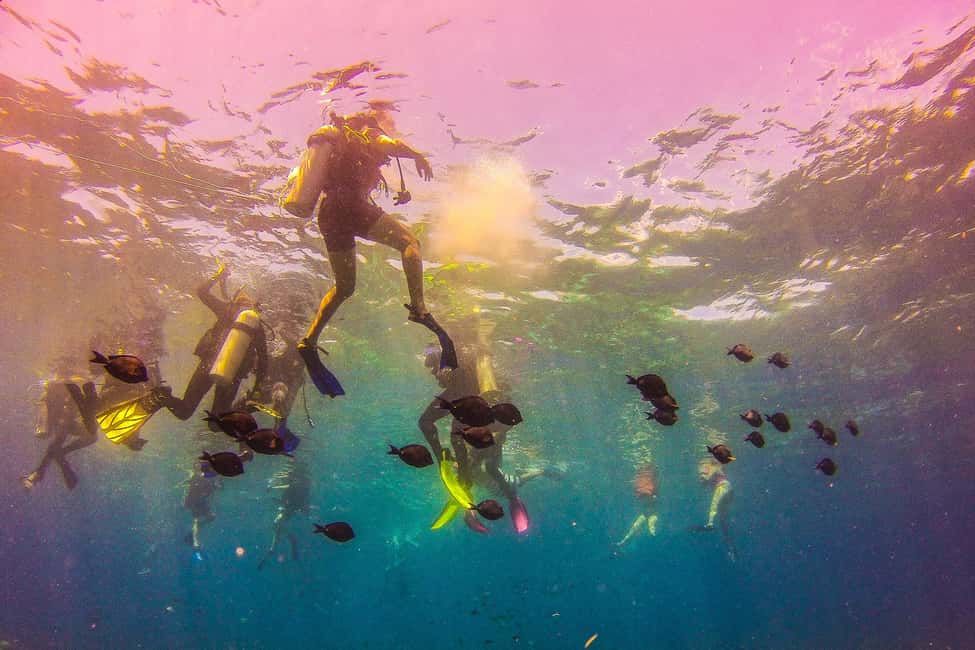 La Romana: Catalina Island Full-Day Snorkeling Tour - Price and value: what $115 buys you (and what it doesn’t)