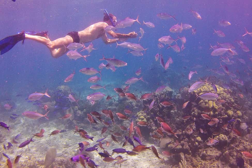La Romana: Catalina Island Full-Day Snorkeling Tour - The morning snorkel at The Wall: where most of the magic happens