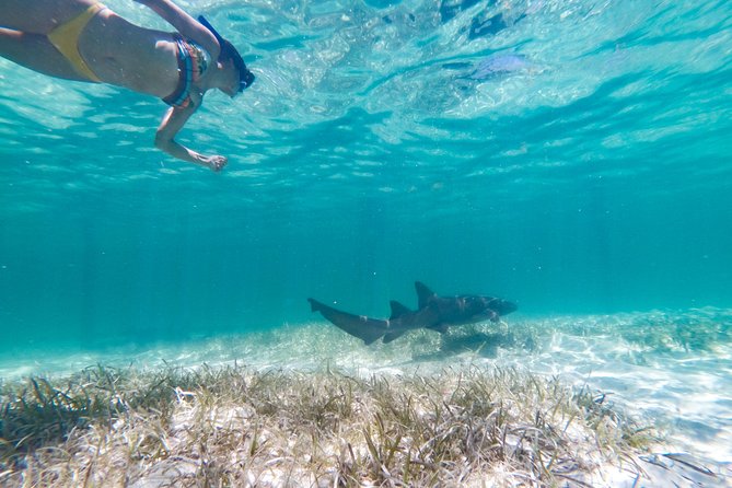 Marinarium Snorkeling Cruise from Punta Cana - Key Things To Know