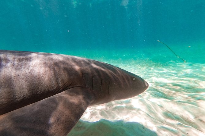 Marinarium Snorkeling Cruise from Punta Cana - Snorkeling Gear, Reef Time, and Wildlife Encounters