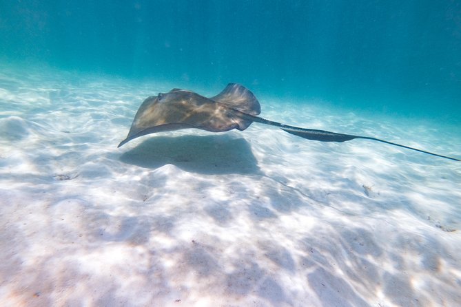 Marinarium Snorkeling Cruise from Punta Cana - Price and Value: is $115 worth it?