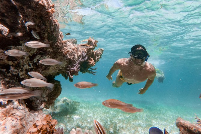 Marinarium Snorkeling Cruise from Punta Cana - Animal Exhibit Warm-Up and First Look at the Coast