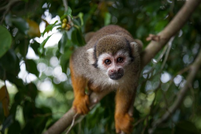 Monkeyland and Plantation Safari Tour from Punta Cana - Key Points You Should Know Before You Go