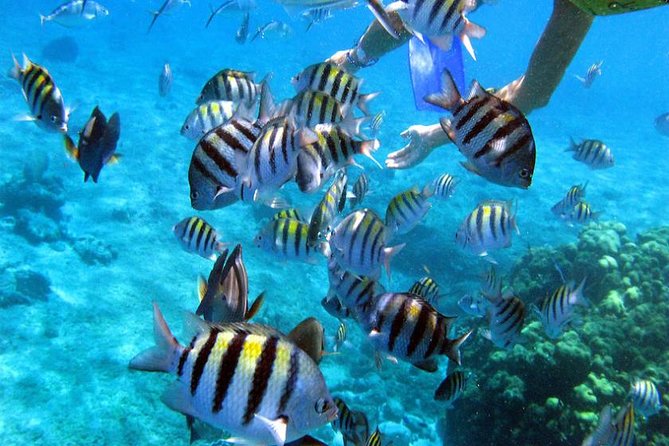 Private Catamaran Booze Cruise & Snorkeling - Price and value: $759 for a private group of up to 15