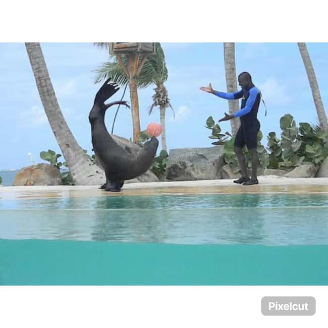Punta Cana: Dolphin Explorer Park Entry, Swim, or Encounter - Getting There From Bávaro and Punta Cana: Pickup Days, Times, and Meeting Points