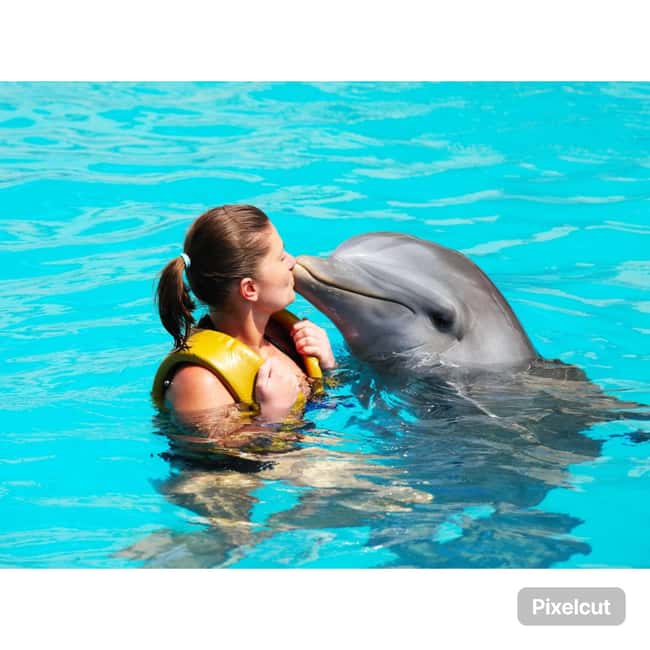 Punta Cana: Dolphin Explorer Park Entry, Swim, or Encounter - Should You Book Punta Cana Dolphin Explorer Park Entry, Swim, or Encounter?