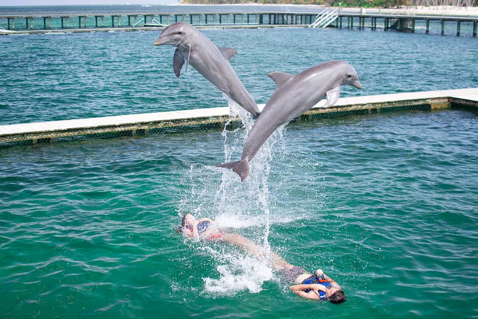 Punta Cana: Dolphin Explorer Swims and Interactions - Picking the Right Dolphin Explorer Option (Explorer vs Excellence vs Funtastic)