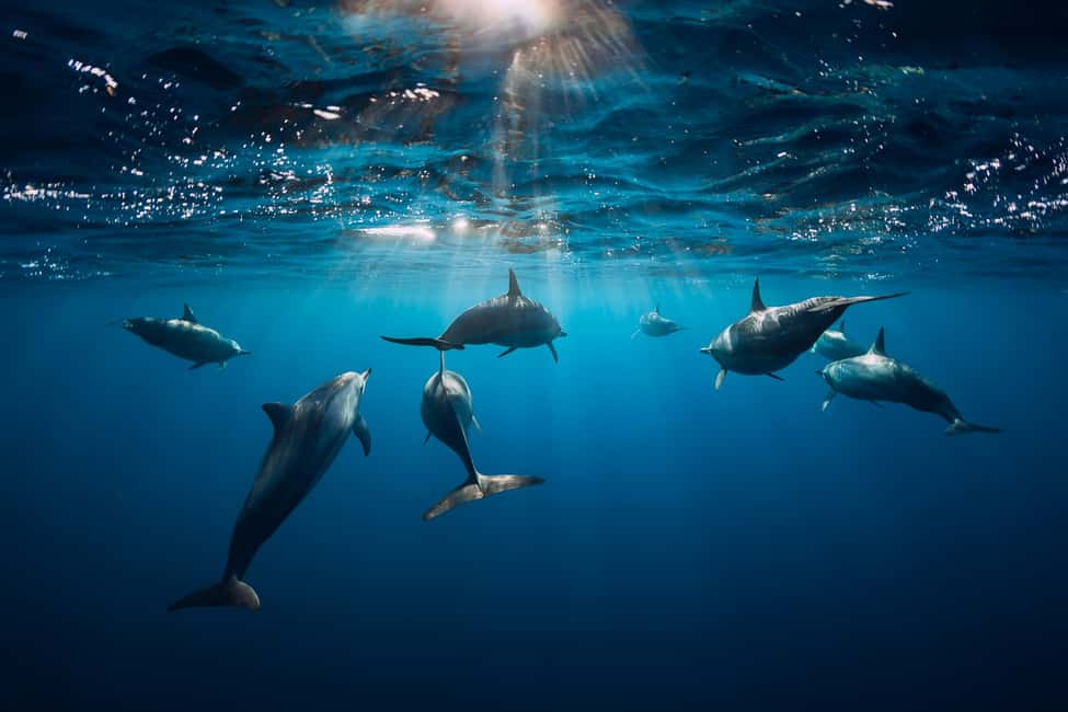 Punta Cana: Dolphin Explorer Swims and Interactions - Safety Rules You Should Treat Like Real Rules