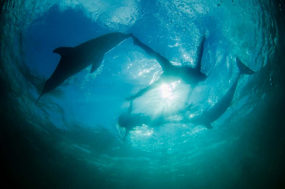 Punta Cana: Dolphin Explorer Swims and Interactions - Your Packing List (and the Rules That Affect It)