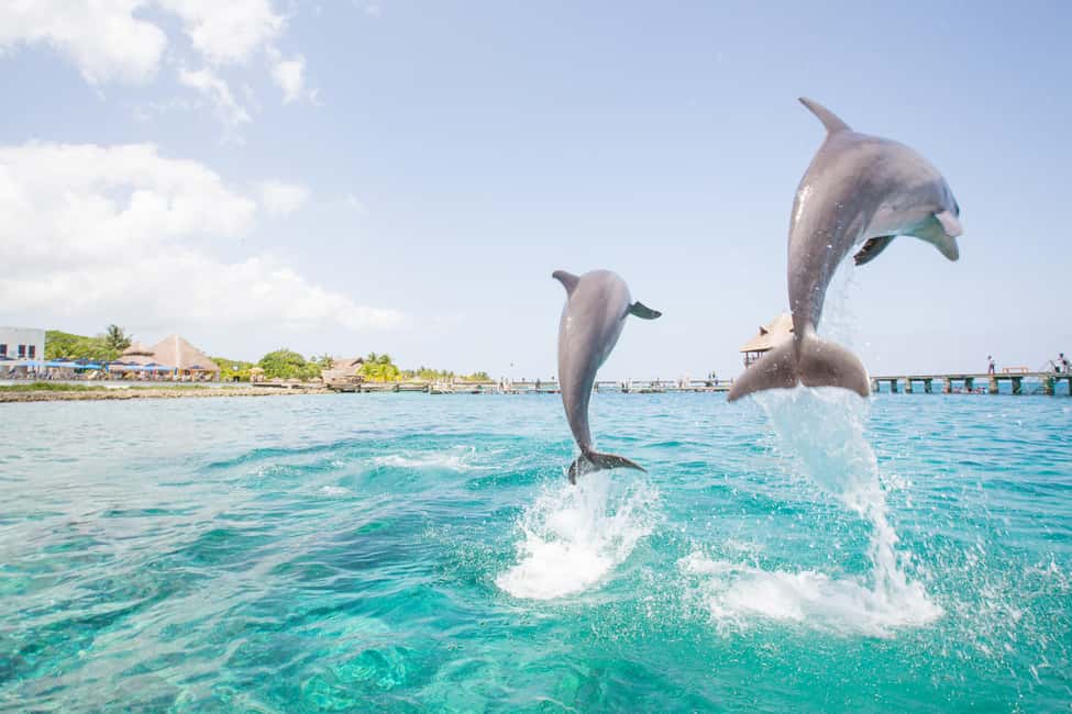 Punta Cana: Dolphin Explorer Swims and Interactions - How Long Will You Actually Get With the Dolphins?