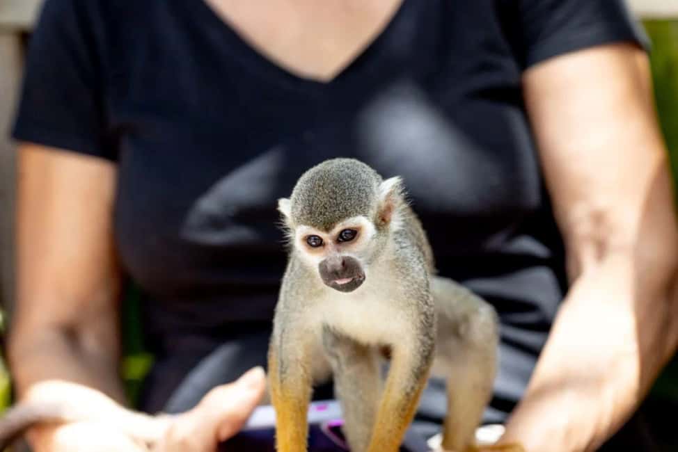 Punta Cana: Monkey Sanctuary Half-Day Tour - Monkey Sanctuary: How the experience works (and how to do it safely)