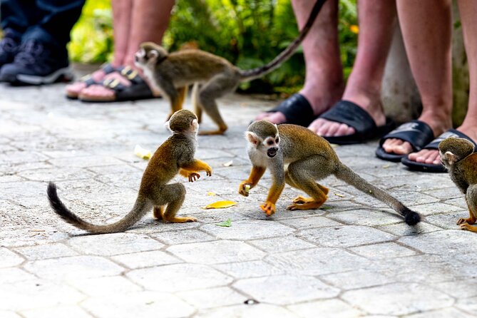Punta Cana Monkeyland and Zipline Two Adventures in One Day - Lunch and Water: The Part You’ll Be Glad Is Included
