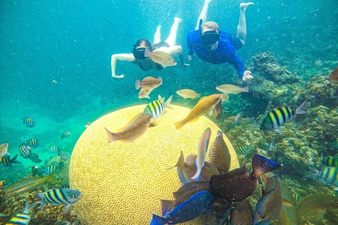 Punta Cana Private Cruise Up To 10 Snorkeling & Seafood lunch - Snorkel Time at Cabeza de Toro and the Coral Gardening Project