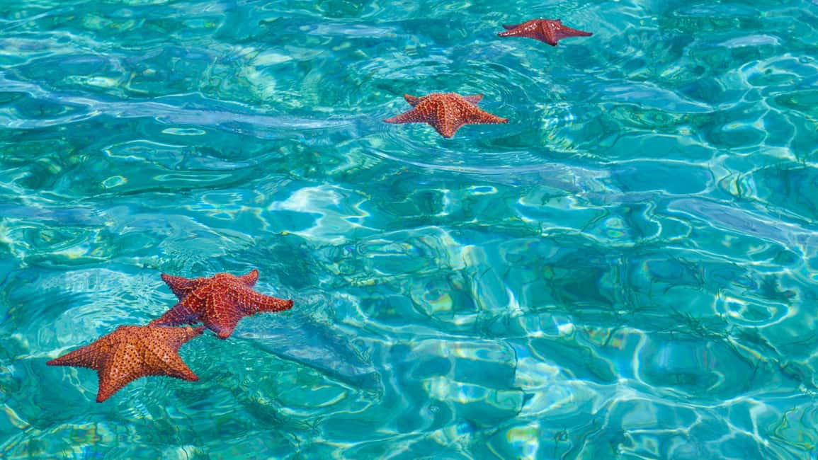 Punta Cana: Saona Island Catamaran Tour with Food & Open Bar - Transfers, meeting points, and the Cap Cana $10 detail