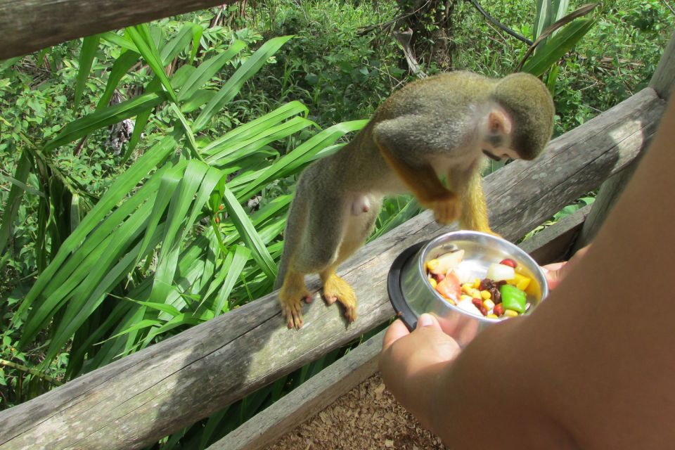 Punta Cana: Ziplines Adventures & Monkeyland Entry - Coconut House tastings: how coconuts turn into oil and why it’s worth the stop