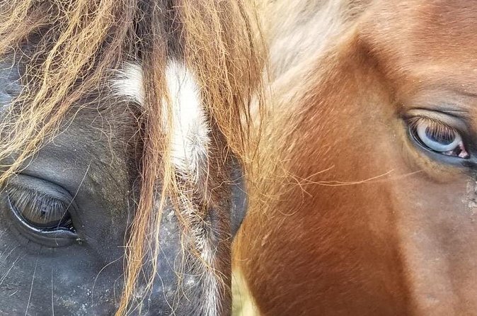 Ride Horses on the Beach - Who should book this horseback ride from Las Terrenas