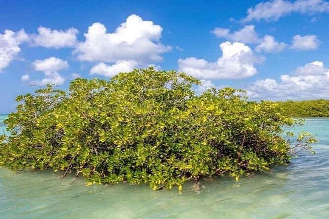 Saona Island Full-Day Tour with Lunch from Punta Cana - Should You Book This Saona Island Full-Day Tour?