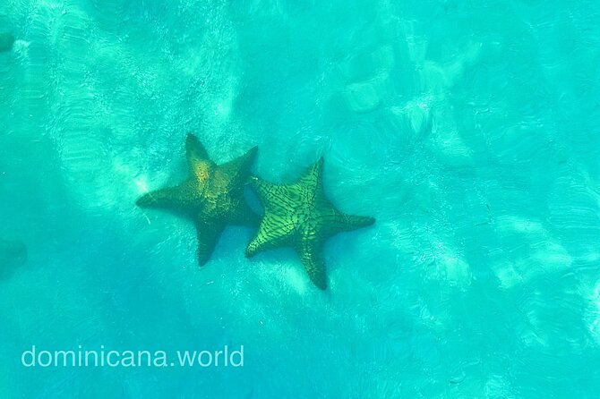 Saona Private Tour with Own Guide and Transport from Punta Cana - Piscina Natural Saona (starfish lagoon): holding starfish plus a floating bar