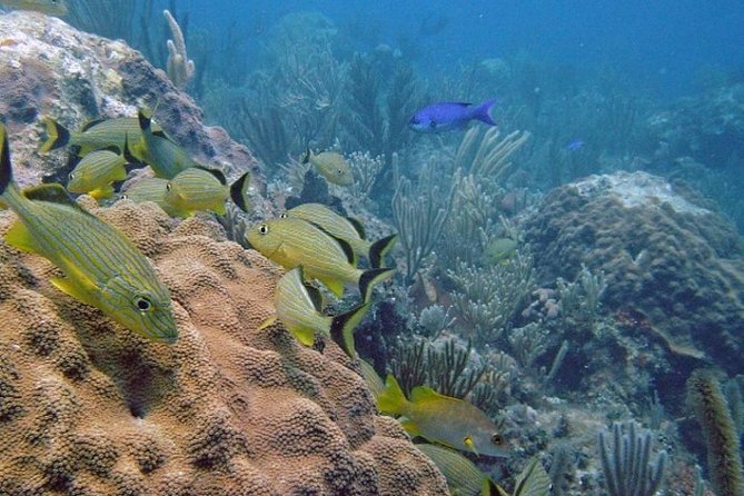 Scuba Doo Diving Experience in Punta Cana - ScubaDoo Scooter Time at 3–5 Meters: The Part That Feels Effortless