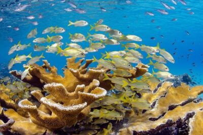 Scuba Doo Diving Experience in Punta Cana - Cabeza de Toro Pickup and the Day’s Timing: Where Your Buffer Matters