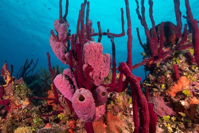 Scuba Doo Diving Experience in Punta Cana - Snorkeling at El Niño With a Lifeguard: What You See and How You Stay Safe