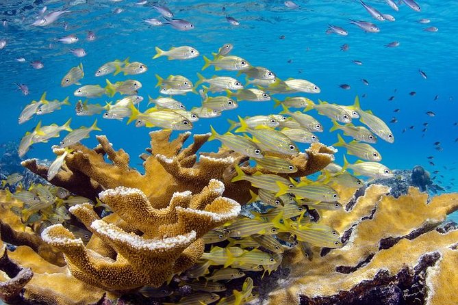 Scuba Doo Diving Experience in Punta Cana - Cabeza de Toro Pickup and the Day’s Timing: Where Your Buffer Matters